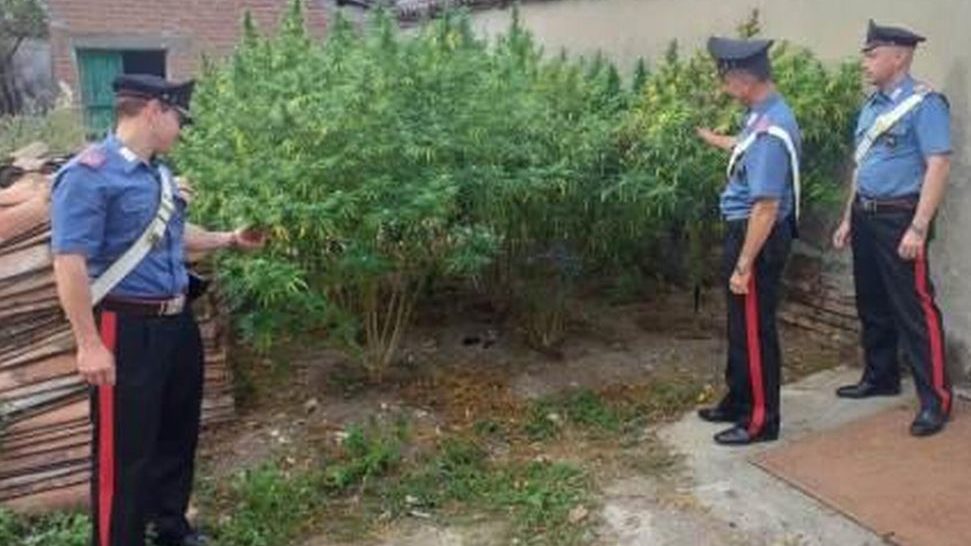 Pozzolo Formigaro, giovane di 26 anni arrestato per coltivazione di sostanze stupefacenti