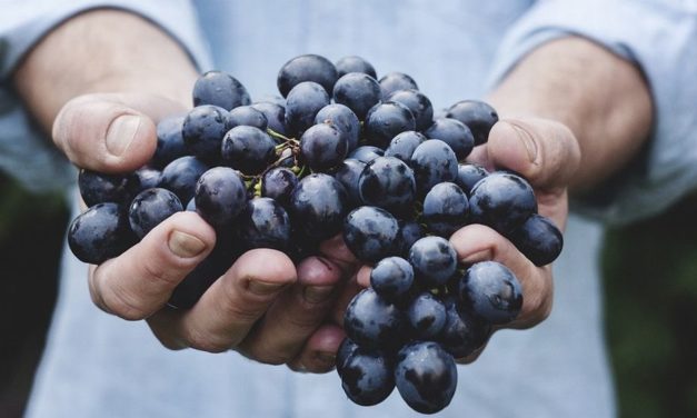 Sfruttamento e lavoro nero nella vendemmia: blitz a Casale Monferrato, denunciati due “caporali”
