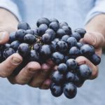 Vendemmia da record nel sud Piemonte: la raccolta è anticipata per il grande caldo, ma la qualità resta eccellente