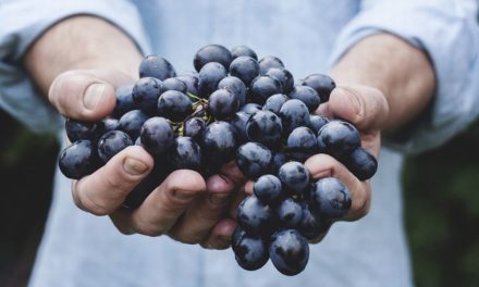 Vendemmia da record nel sud Piemonte: la raccolta è anticipata per il grande caldo, ma la qualità resta eccellente