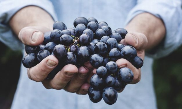 Vendemmia da record nel sud Piemonte: la raccolta è anticipata per il grande caldo, ma la qualità resta eccellente