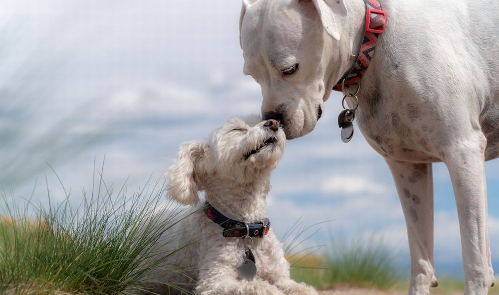 A Pontecurone gli animali domestici possono essere seppelliti nella tomba insieme al padrone