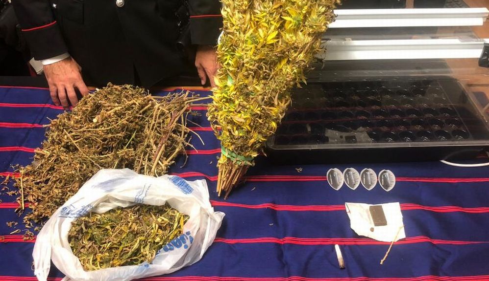 Coltiva questa droga in casa a Badalucco, arrestato
