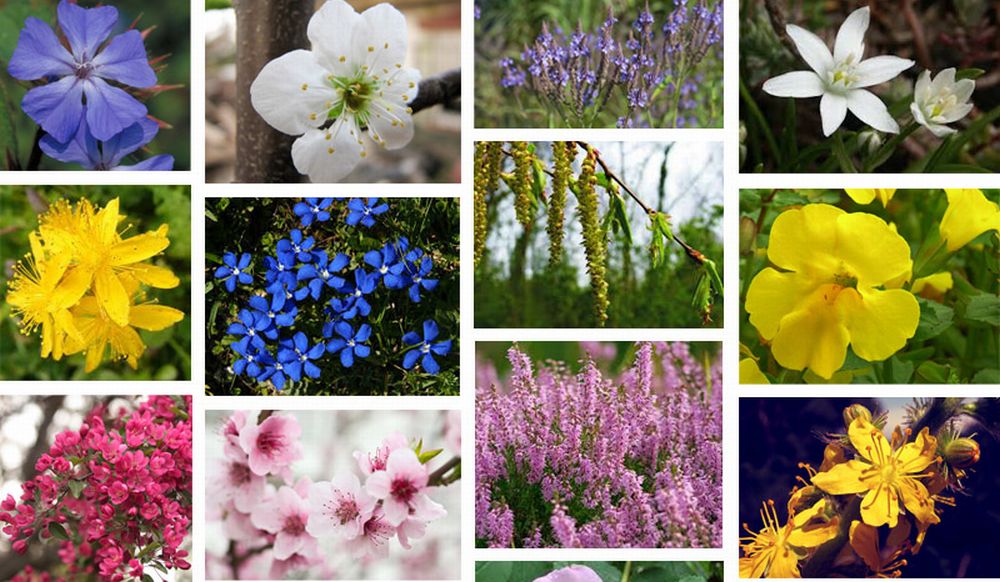 A Tortona un incontro gratuito con Stefania Mignone sui benefici dei fiori