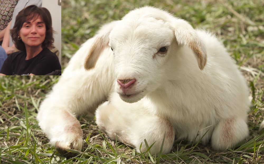 La tortonese Paola Re scrive una dura lettera all’Unione Sarda sul massacro di animali, che la pubblica