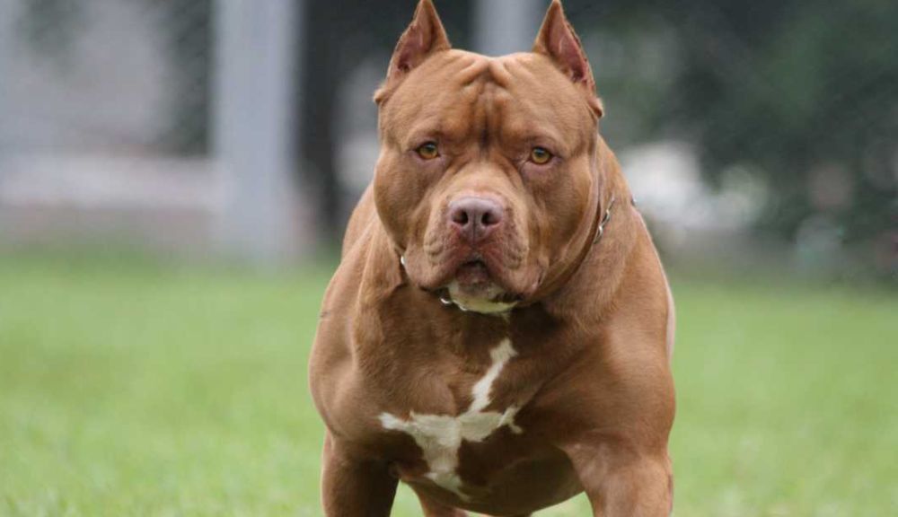 Un cane crea problemi a Rivalta Scrivia: entra in una casa e ammazza un gatto. Non sarebbe la prima volta