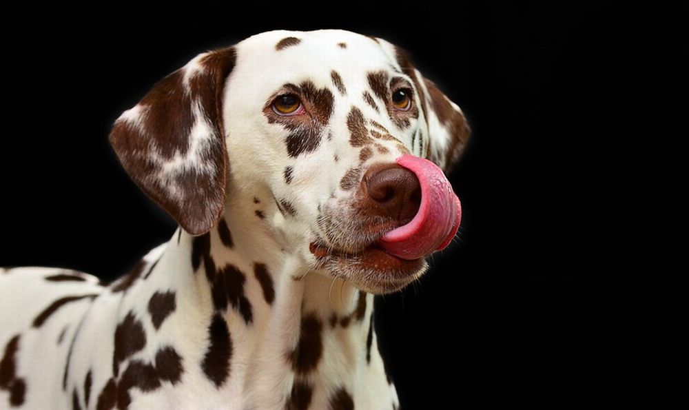 Domenica ad Alessandria la manifestazione dedicata agli animali
