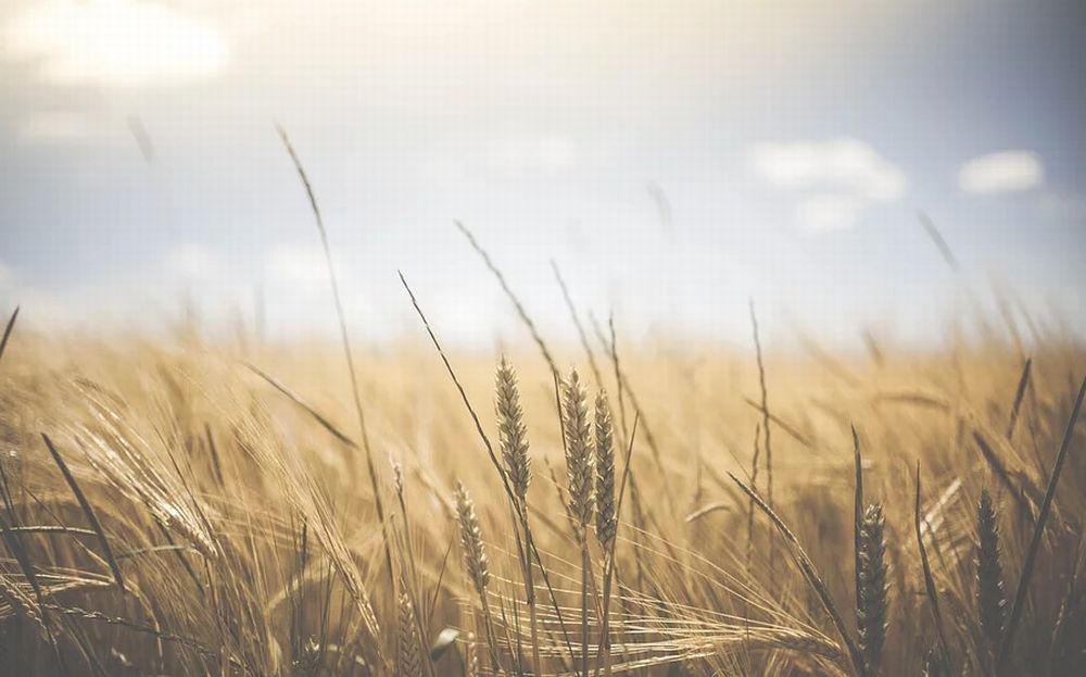 Giovedì ad Alessandria si parla di Micotossine nei cereali, pericolose per la salute dell’uomo e degli animali