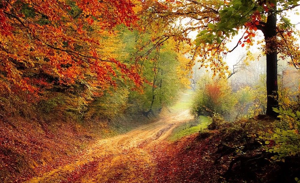 Online la carta d’identità degli alberi piemontesi