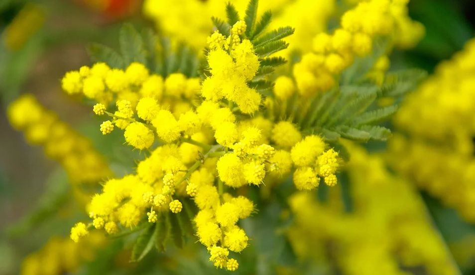Anche i fiori Made in Liguria stanno subendo i contraccolpi dell’emergenza sanitaria come tanti altri settori