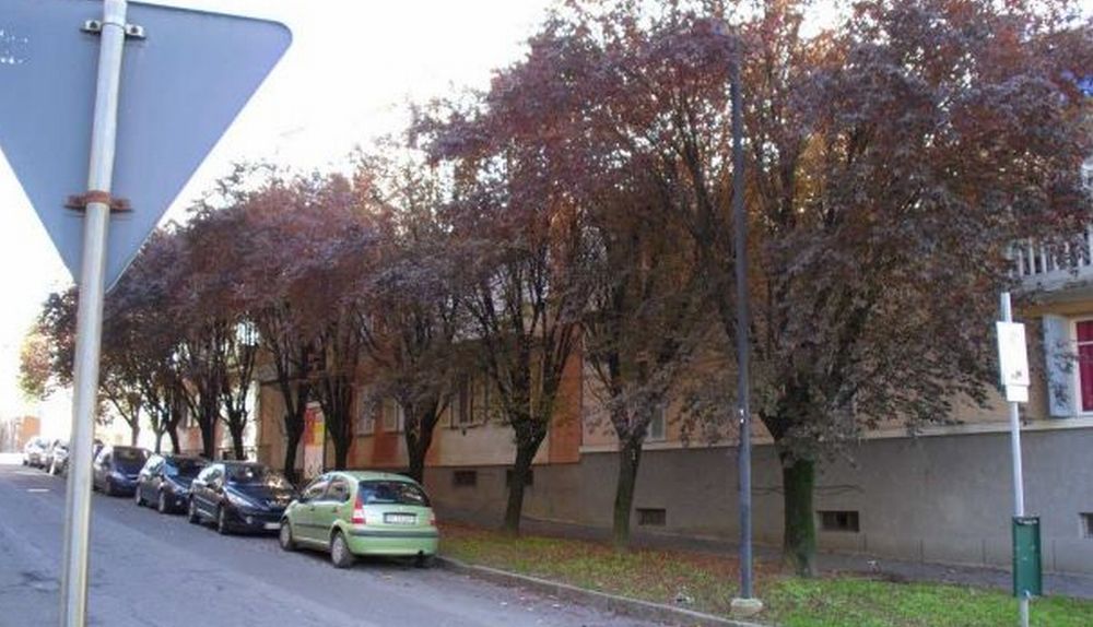 Le piante in via Giuseppe Di Vittorio a Tortona sono malate e pericolose, il Comune le sostituirà