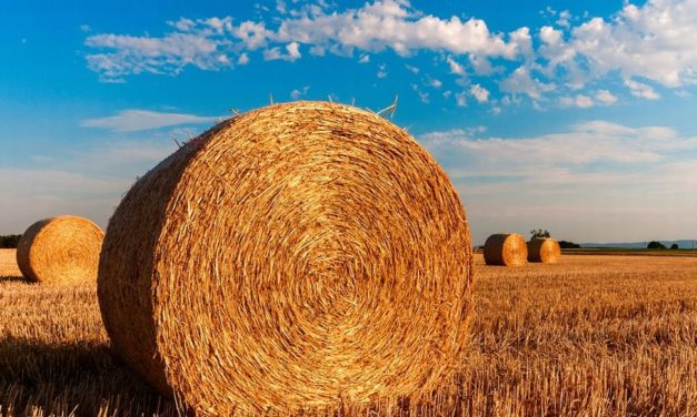 Torna “Scatta il Verde, vieni in campagna”: al via la 35esima edizione del programma di educazione agroalimentare