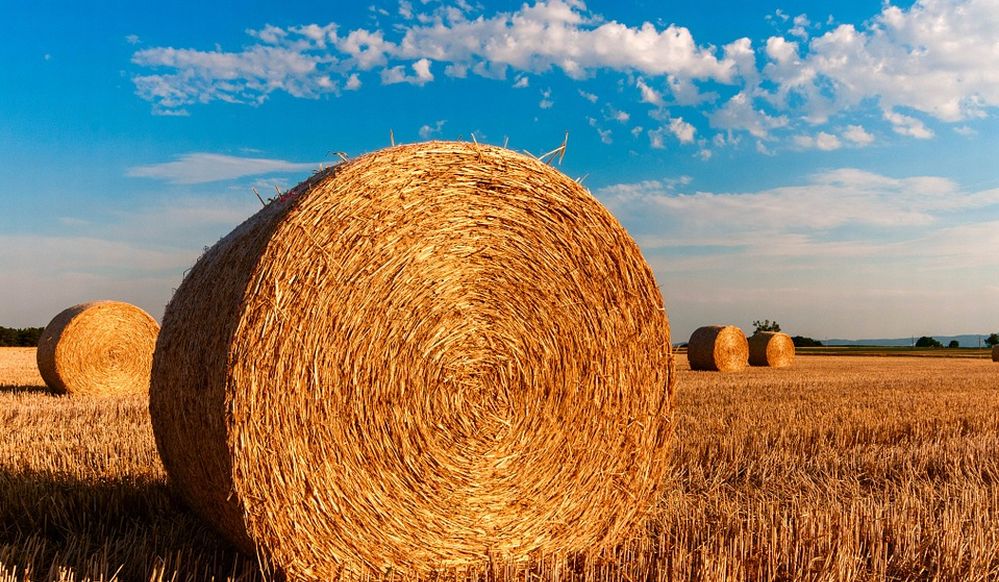 Coronavirus: per Confagricoltura ora serve un piano strategico europeo per il rilancio del sistema agroalimentare