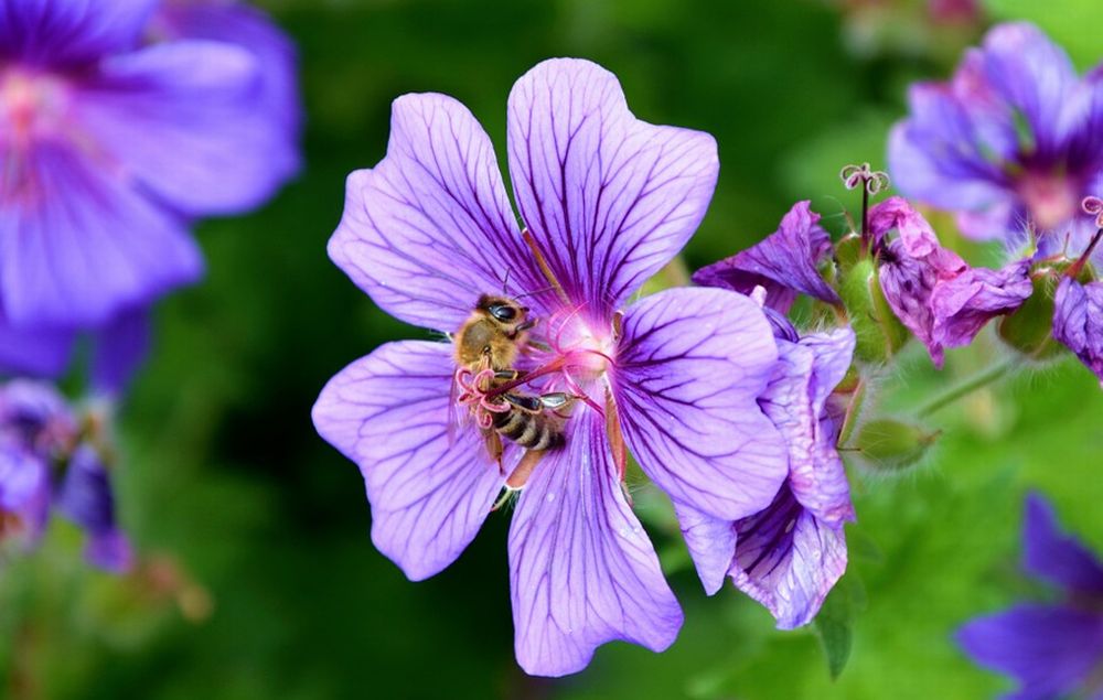 Preoccupazione nel Ponente Ligure: la finta primavera risveglia le api