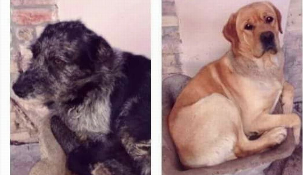 Qualcuno nel Tortonese spara ai cani. E’ accaduto a questi due: uno è salvo, l’altro disperso. Non è il primo caso