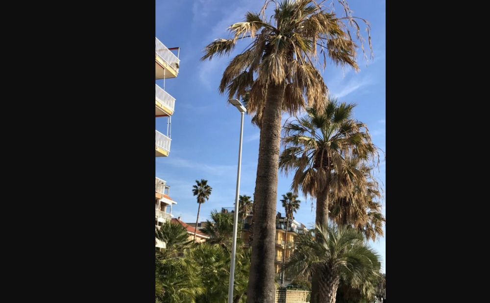 Nuove palme sulla passeggiata a mare di San Bartolomeo