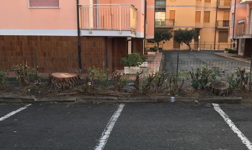 Tagliati i pini di Piazza Doria a San Bartolomeo al mare: facevano troppi danni