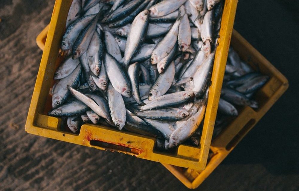 In Liguria pesca e campagnanon si fermano