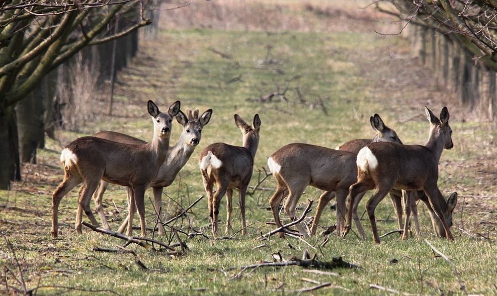 Dai campi alle strada alle spiagge: troppa fauna selvatica nel Ponente Ligure