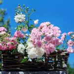 Domenica a Bosco Marengo torna la rassegna “Bosco Fiorito”