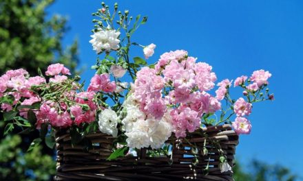 Domenica a Bosco Marengo torna la rassegna “Bosco Fiorito”
