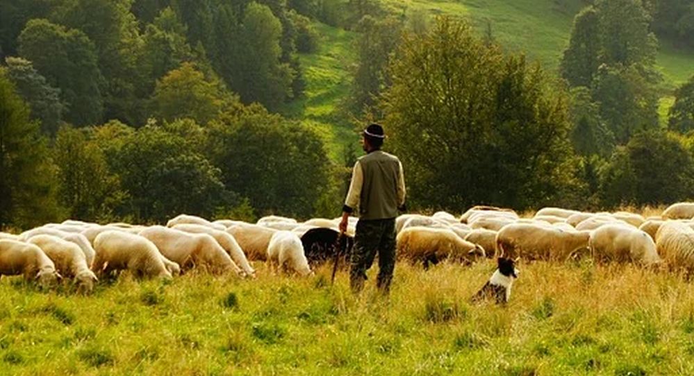 Un pastore Fa pascolare le pecore a Casale Monferrato, multato dalla Forestale