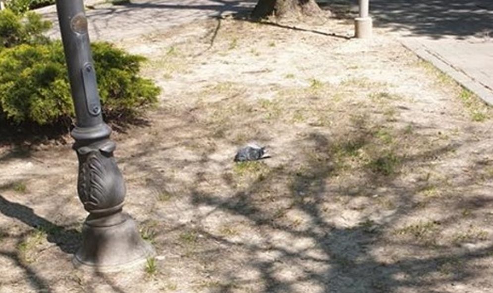 Due piccioni morti in pochi giorni ai giardini di Tortona. La segnalazione di un lettore