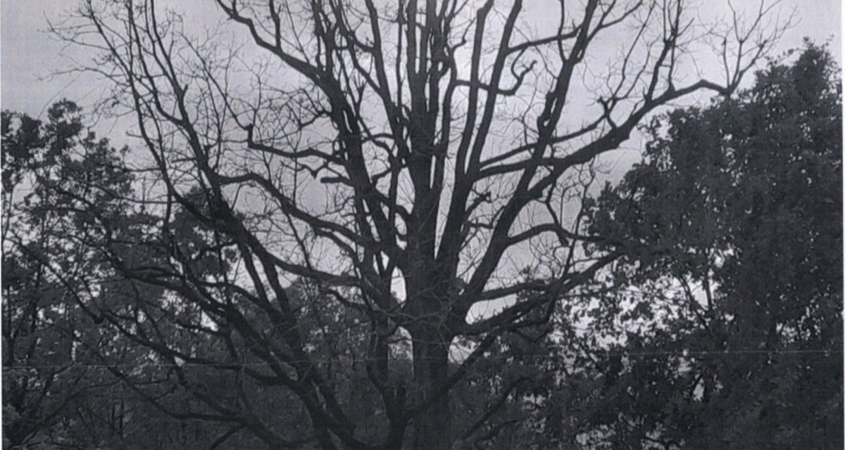 A Tortona questa pianta secolare è morta: da una decina di anni i cittadini  ne segnalavano la situazione al Comune