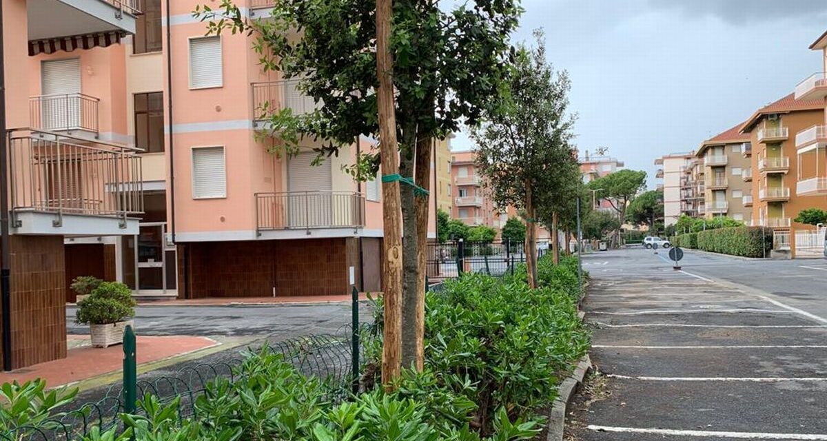 In piazza Andrea Doria a San Bartolomeo  piantumati i lecci