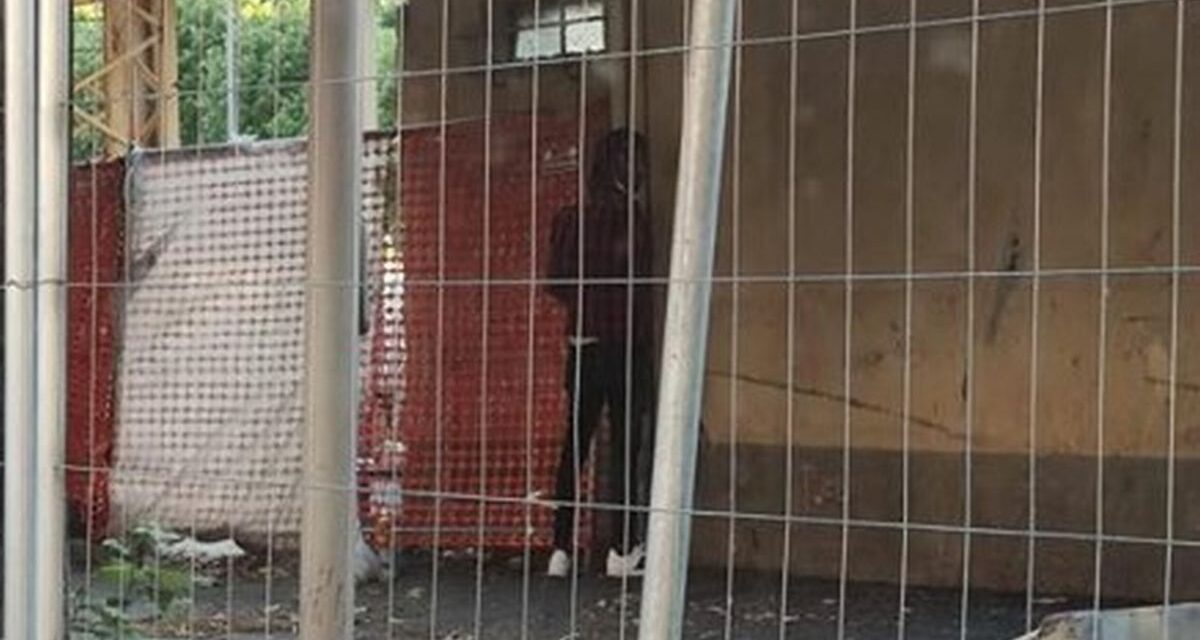 Straniero urina in pieno giorno in corso Romita a Tortona: quando scappa….