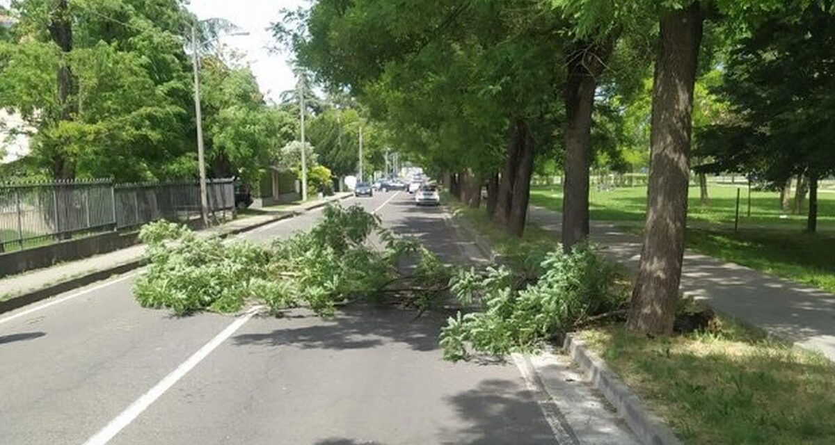 Raffiche di vento sul Tortonese, alberi caduti e pali Telecom pericolanti. Molti interventi dei pompieri