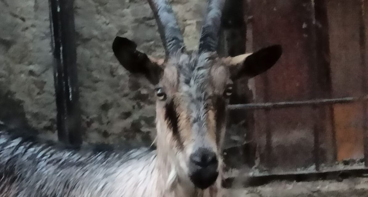 La classifica degli articoli più letti a Giugno: l’esperimento dello stambecco batte tutti, cronaca, Covid, problemi e politica!