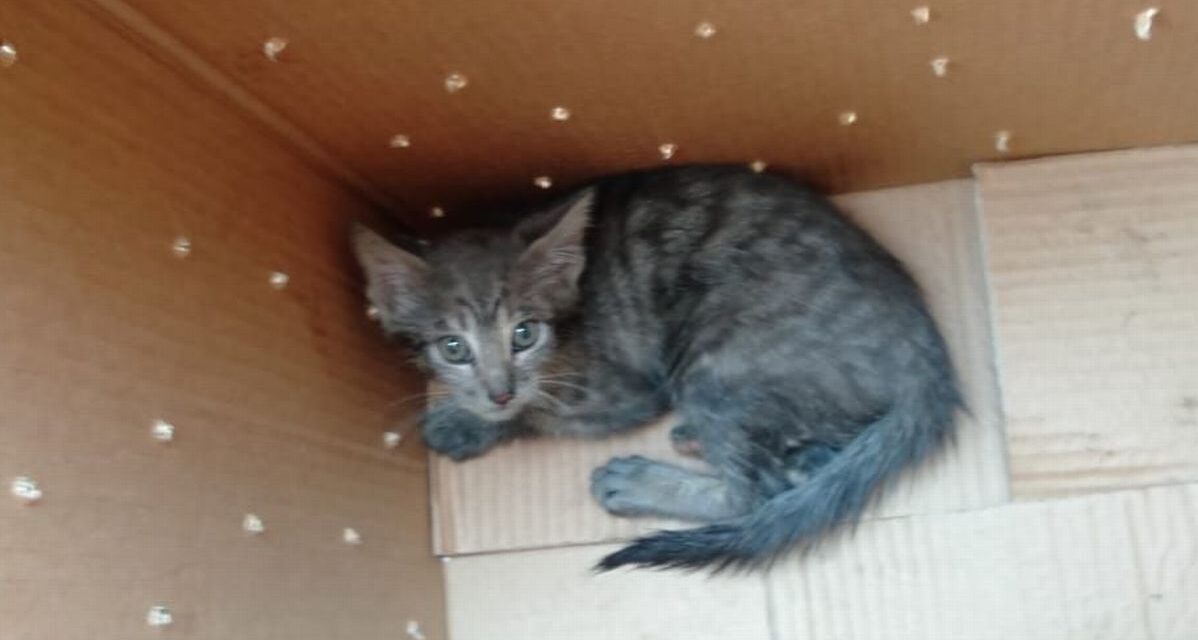 Gli Ispettori Ambientali di Alessandria salvano questo gattino finito nel vano-motore di un’auto