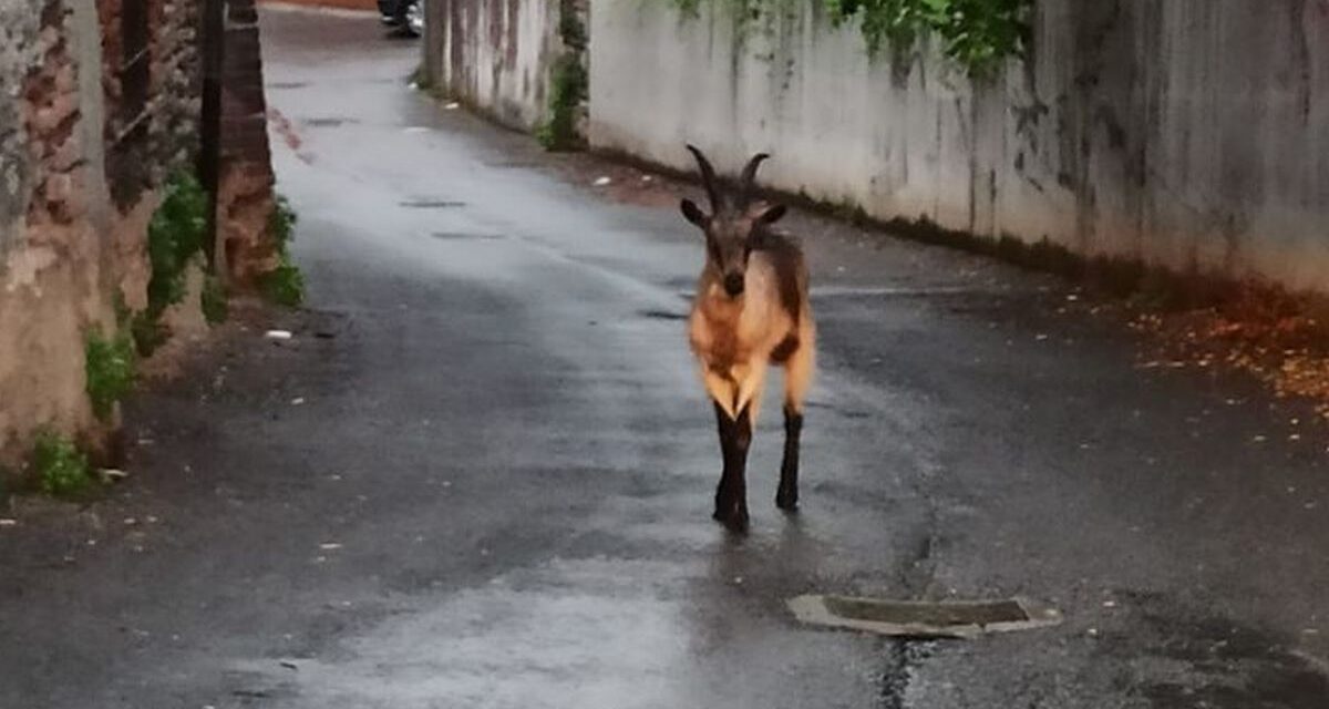 Mistero a Tortona: cosa ci fa un giovane stambecco in centro quando il loro habitat è la montagna?