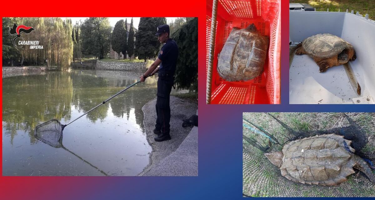 I Carabinieri di Imperia trovano tre tartarughe pericolose