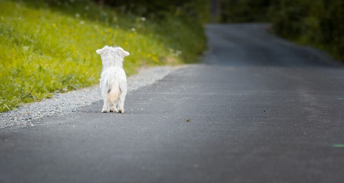 A Tortona al via la nuova campagna di sensibilizzazione contro gli abbandoni degli animali durante l’estate