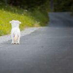 Tutela degli animali e legalità: apre al Palazzo Civico il nuovo presidio LAV per segnalare abusi e violenze