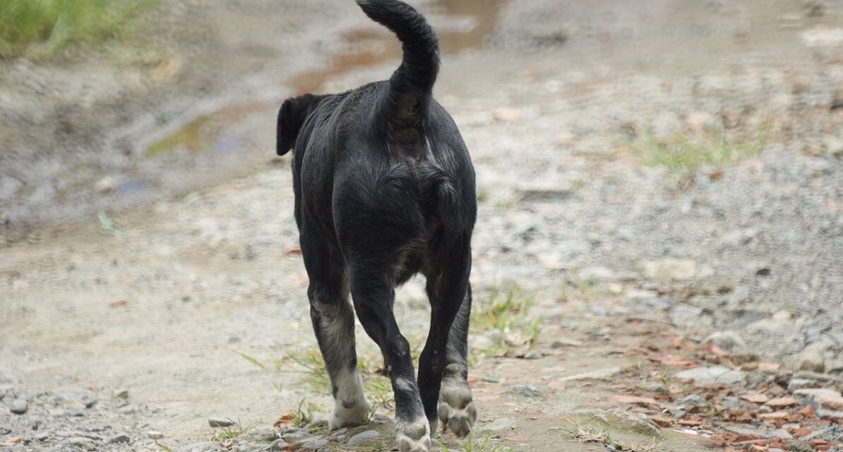 Alessandria,. maltrattamenti ad un cane, il Comune lo toglie al padrone