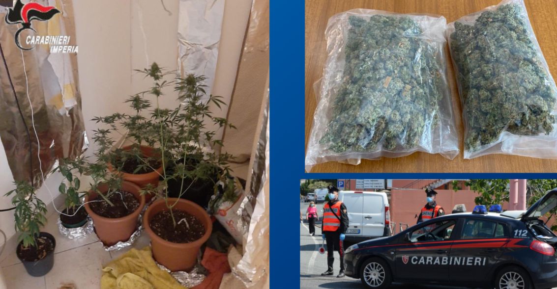 Blitz dei Carabinieri di Sanremo, trovata una serra di marijuana allestita in camera da letto. In Arresto un giovane