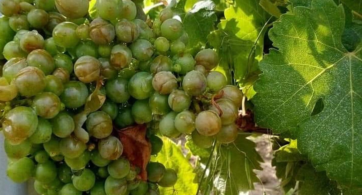 Nel Tortonese Il temporale di venerdì ha provocato gravi danni ai raccolti, specie all’uva. Il bilancio della Cia