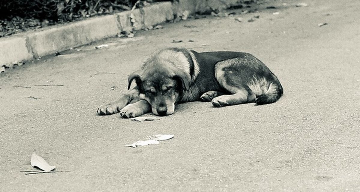 Imperia, più sorveglianza contro l’abbandono di rifiuti: 8 sanzioni in sei giorni