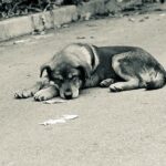 Polizia di Stato: nuovo spot contro l’abbandono degli animali durante il periodo estivo. Dove vederlo