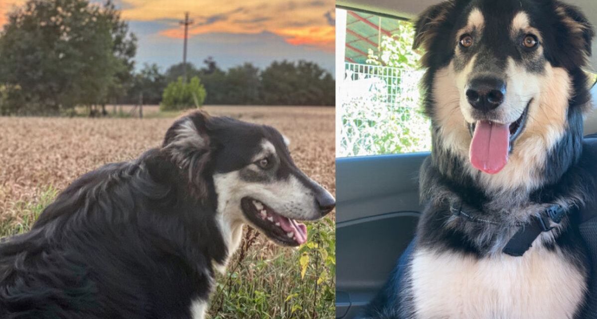 Appello disperato di una tortonese: “Aiutatemi a rintracciare il cane ferito, non avvicinatelo chiamate il 3884080196”