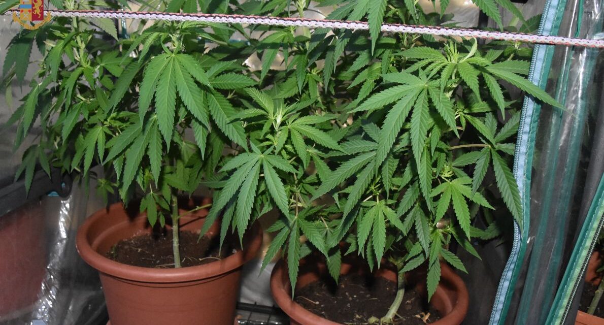 Coltiva droga nell’abitazione di Rivalta Bormida, denunciato