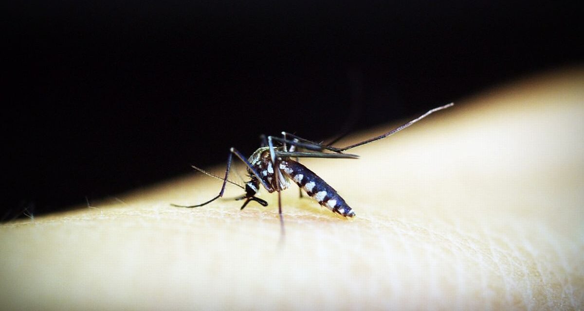 proseguono gli interventi antizanzare ad Alessandria