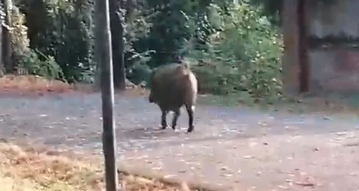 Voleva catturare un cinghiale a Taggia denunciato per caccia non autorizzata