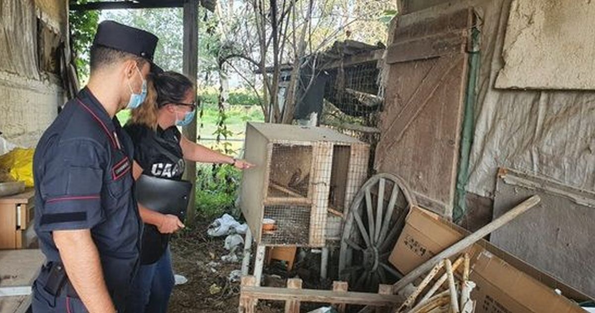 Aveva catturato due falchi e li teneva in questa gabbia, denunciato dai Carabinieri di Casale Monferrato