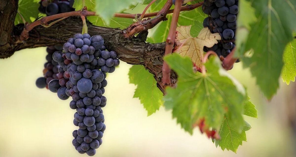 La Cia ha fatto il confronto dei prezzi tra il 2021 e 2022 di alcuni generi