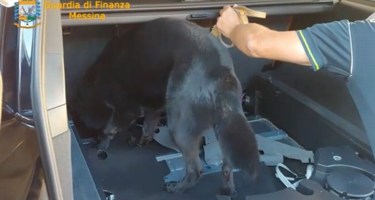 50 enne castenovese nei guai per traffico di cocaina che gli avrebbe fruttato quasi 3 milioni di euro