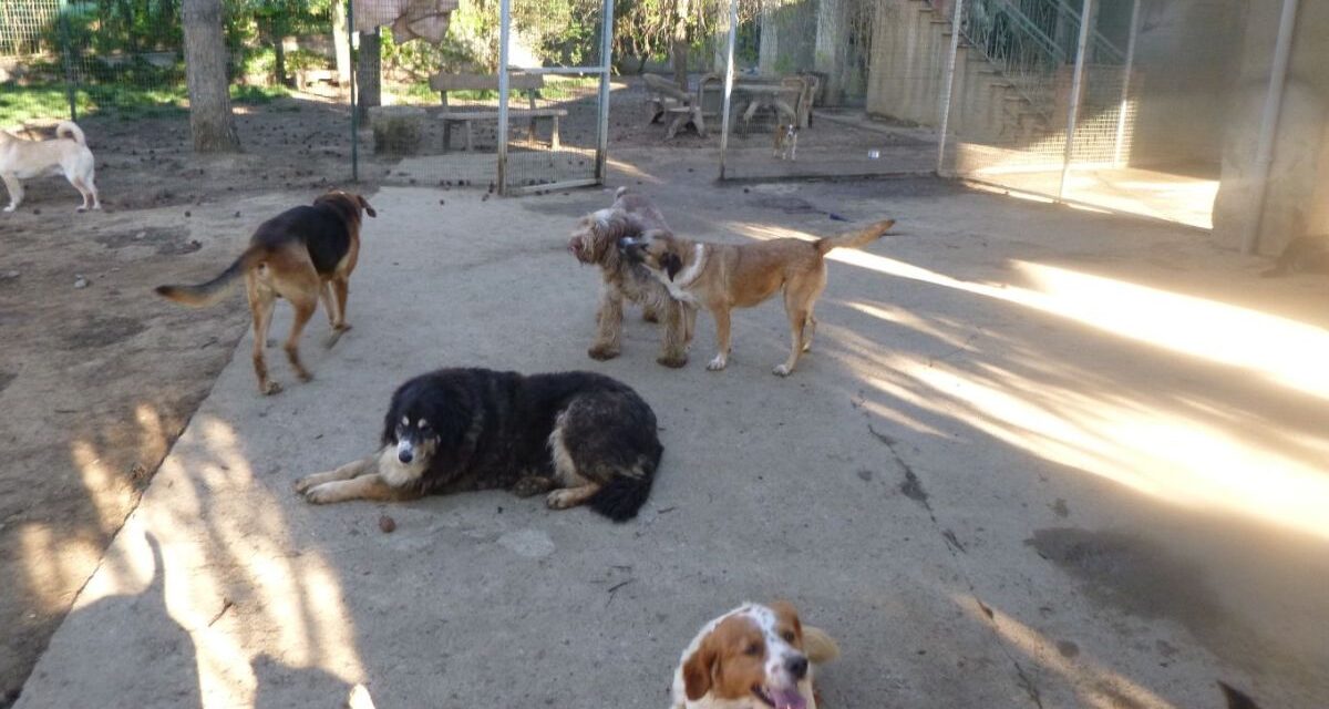 Tenere i cani in condizioni incompatibili è contro la legge, condannata ad Alessandria la donna che ne aveva 101 cani